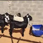 تيوس ذبايح صنف