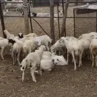 خرفان
