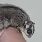 سنجاب طائر (شوقر قلايد)