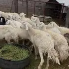 ضان حريات حرش مقاني