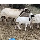 ضأن مناتيج ودوار