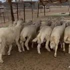 طليان ذبايح سعيدة الصوالحة غرب محايل