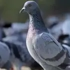 حمام سوادي نظييف شرط 30 جوز