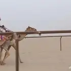 بعير قليصه