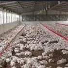 مطلوب حظائر دجاج لاحم للايجار