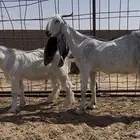 عنز صنف فاخره