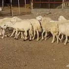 ضان حريات دفيع