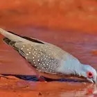 حمام ماسي منتج شرططط