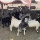 تيوس مخاصي اعمارهن 6 شهور