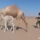 خلفات هدايه وتحته أبكار