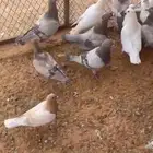 للبيع حمام سلفر