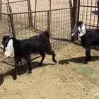 جفرات عارضيات اعمارهن 10 شهور