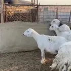 للبيع غنم شرط مضاريع على الفحص