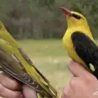 صفار ودخل