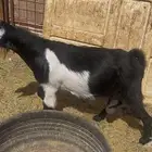 للبيع عنز حايل
