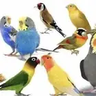نتبنا جميع أنواع الطيور و الببغاوات
