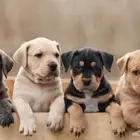 مطلوب جراوة كلاب حراسة