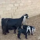 عنز عرضيه سدس متاومه