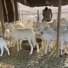غنم مراح العدد 13