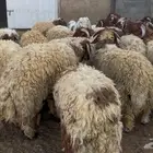 خرفان نعيم جذعان طيبه