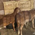 للبيع خرفان سواكن مقفله شحم