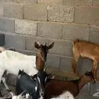 للبيع عنز تحتها اثنين تيوس