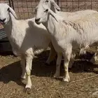 للبيع رخال حريه منوه للقناي