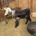 للبيع تيس عارضي جبر وثني مخصي ذبيحه