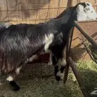 للبيع جفره ثنيه مضرع شرط