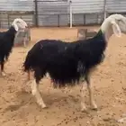 شياة نجد مضاريع