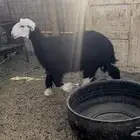 للبيع رخل نجديه ذبيحه