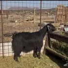 عنز ظهرها مقفل وعن ذبيحتين