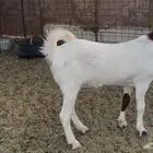 للبيع جفره مشروكة وفاخرة و منوه للقناي