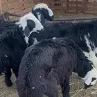 للبيع رخال حجر سمان منوه للقناي