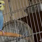 ذكر بادجي لا يجي الى صامل