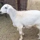 للبيع خروف حري فل الفل شحم