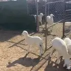 سميراء جنوب حايل