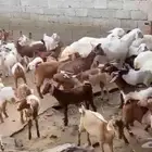 السلام عليكم ورحمة الله وبركاته غنم للبيع