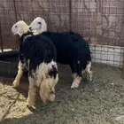 للبيع رخال نجد فل ظهر وطرف وحيل