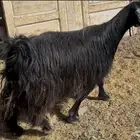 للبيع عنز حايل شرط ونظيف وسمين