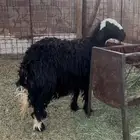 للبيع رخل نجدية جبره شحم وحايل