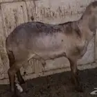 للبيع طلي سواكن ذبيحه طيبه
