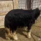 للبيع رخل نجديه عمره 7 شهور