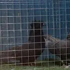 حمام مصري اجواز مستويات وأحجام فواخر