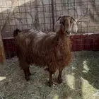 للبيع عنز