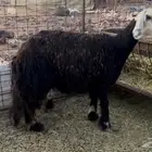 للبيع نجديه جبره وفل شحم