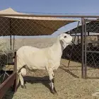 مشروع فحل فاخر