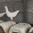 للبيع اناثي حمام مالتيز