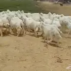 طليان ورخال ذبايح منادي وتربية