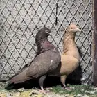 للبيع حبتين حمام هزاز كوبرا